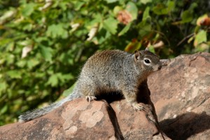 Chipmunk